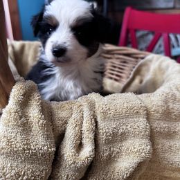 Trouble - Black tri male Miniature Australian Shepherd puppy in Mount Airy, North Carolina from Brickell Farms