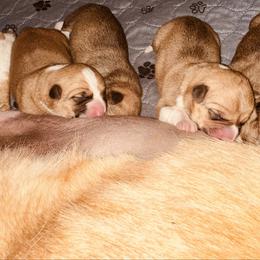 Gimli - Red male Pembroke Welsh Corgi puppy in Aumsville, Oregon from West Coast Corgi