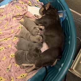 French Bulldog Puppies from French Kisses