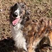 Delli - Borzoi