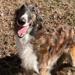 Delli - Borzoi