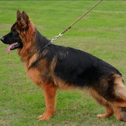 Kalani - German Shepherd
