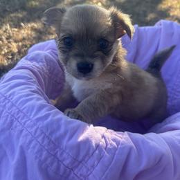Chewy - Black sabled fawn female Chihuahua puppy in Scranton, South Carolina from The Magnolia Pawlor, LLC