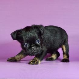 Gray Collar boy - Black and tan male Brussels Griffon puppy in Florida from Robin’s Griffons
