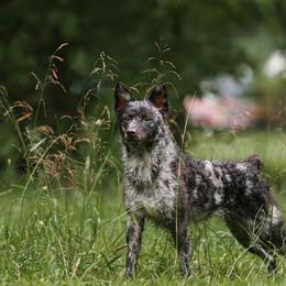 Mudi puppies from Velaris