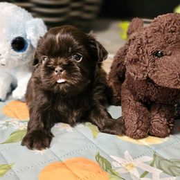 Layla - Chocolate and tan female Shih Tzu puppy in Corona, California from Ju Shih Tzu