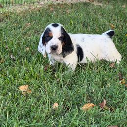 Yellow Collar Female - Black brown and white female Basset Hound puppy in Manchester, Tennessee from Middle TN Leopard Catahoulas and Middle TN Bassett Hounds