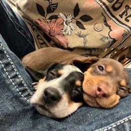 Dachshund Puppies from M & M Breeding