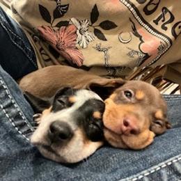 Dachshund Puppies from M & M Breeding