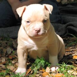 American Bully Puppies from Stacey Criswell