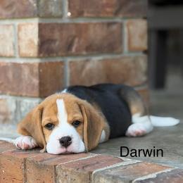 Darwin - Black tan and white male Beagle puppy in Mansfield, Missouri from Rippee Creek Kennel