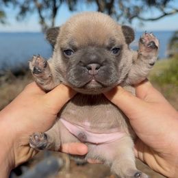 Blue Fawn Boy (Sansa - Meeko) - Brindle male French Bulldog puppy in Gulf Breeze, Florida from SW Frenchies