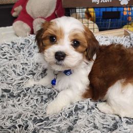 Kristoff - Red male Havanese puppy in Alabama from Havanese Cuban Cuties