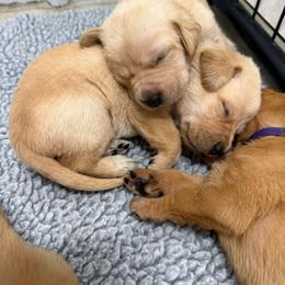 Pink - Yellow female Labrador Retriever puppy in Derby, Kansas from Wheatland Retrievers