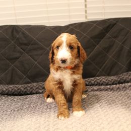 Goldendoodle Puppies from Cali Doodles