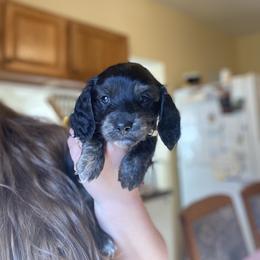 Lilly/ white collar - Black and tan Dachshund puppy in Great Bend, Pennsylvania from Dashing Doxies
