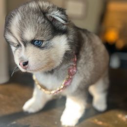 Lucy (I love Lucy theme) - Silver female Pomsky puppy in Rathdrum, Idaho from Smart Pomskies and Frenchies