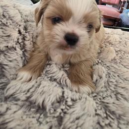 Snoopy - White male Shih Tzu puppy in Rockmart, Georgia from Sonya Garrett