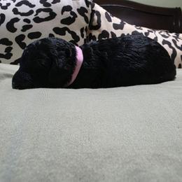 Pink - Black female Poodle puppy in Hartselle, Alabama from Phare Poodles