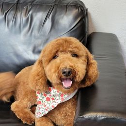 Bella - Goldendoodle