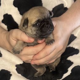 Navy blue collar - Fawn male Pug puppy in Deer Park, Texas from Butler Pugs and Frenchies