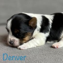 Denver - Black tan and white male Biewer Terrier puppy in Cartersville, Georgia from Alpha Tiny Paws