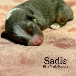 Sadie - Blue merle female Australian Shepherd puppy in Columbia, Kentucky from Caywood Aussies
