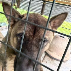 Brutus - Fawn male French Bulldog puppy in New Port Richey, Florida from The Wolf Pack