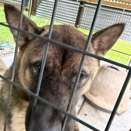 Brutus - Fawn male French Bulldog puppy in New Port Richey, Florida from The Wolf Pack