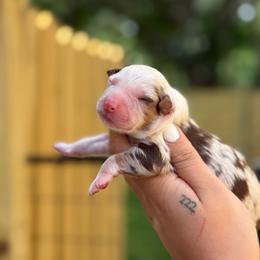 Jasper AKC - Red merle male Australian Shepherd puppy in Polk City, Florida from Skaky Shepherds