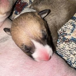 Anna - Red and white female Bull Terrier puppy in Springfield, Ohio from Lynn Hill Bull Terriers