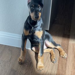 Doberman Pinscher and French Bulldog Puppies from Upper Echelon Kennel