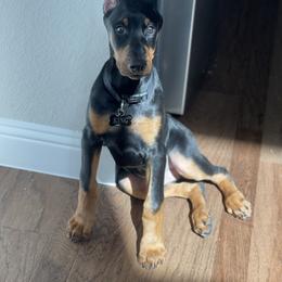 Doberman Pinscher and French Bulldog Puppies from Upper Echelon Kennel
