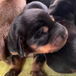 Blanche - Black and tan female Dachshund puppy in Wallingford, Kentucky from Hensley Homestead Dachshunds