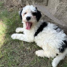 James - Black and white male Bernedoodle puppy in Hays, Kansas from Pine Street doodles