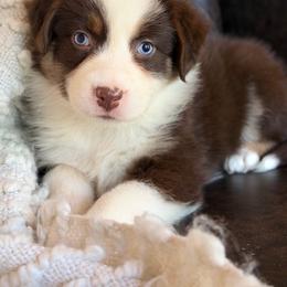 Trixy-has tail-many videos - Red tri-color female Australian Shepherd puppy in Troy, South Carolina from Australian Shepherds of 3/W Farms