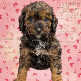 Cupid - Black and tan male Cavapoo puppy in Coshocton, Ohio from Forever Family Puppies