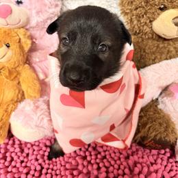 Blue - Fawn sable female Belgian Malinois puppy in Boise, Idaho from Wings of Freedom Retrievers and Malinois