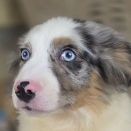 Captain - Blue merle male Miniature Australian Shepherd puppy in Citra, Florida from Southpaw Herders LLC
