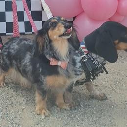 Dachshunds from Codie Nash