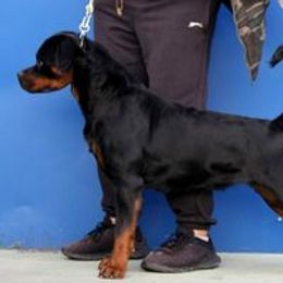 Kaylee - Rottweiler