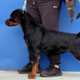 Kaylee - Rottweiler