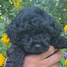 Black-pink girl - Black female Cockapoo puppy in Rigby, Idaho from Elkington Family Farms LLC