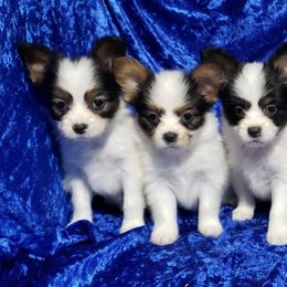 Papillon Puppies from Tiny Treasures Papillons