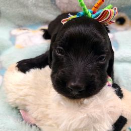Willow, Pink Collar Girl - Black female Dachshund puppy in Waynesboro, Tennessee from Owl Hollow Farm Miniature Dachshunds