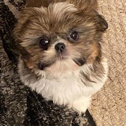 Shih Tzu Puppies from Grandma Ts Precious Puppies