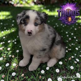 THANOS - Blue Merle Male - Blue merle male Australian Shepherd puppy in Gainesville, Texas from Lady Luck Aussies