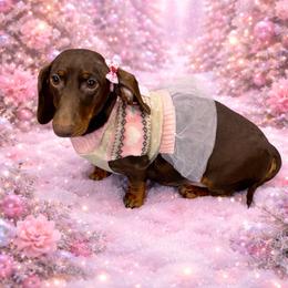 Clover - Dachshund