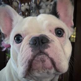 French Bulldogs from Game of Frenchies