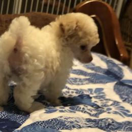 Poodle Puppies from S.H.A.R.P.’s Toy Poodles